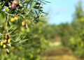 Aceite de oliva