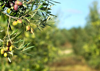 Aceite de oliva