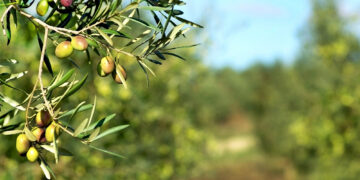 Aceite de oliva