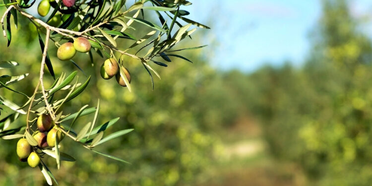 Aceite de oliva
