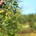Aceite de oliva